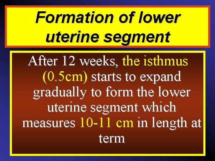 Formation of lower uterine segment After 12 weeks, the isthmus (0. 5 cm) starts