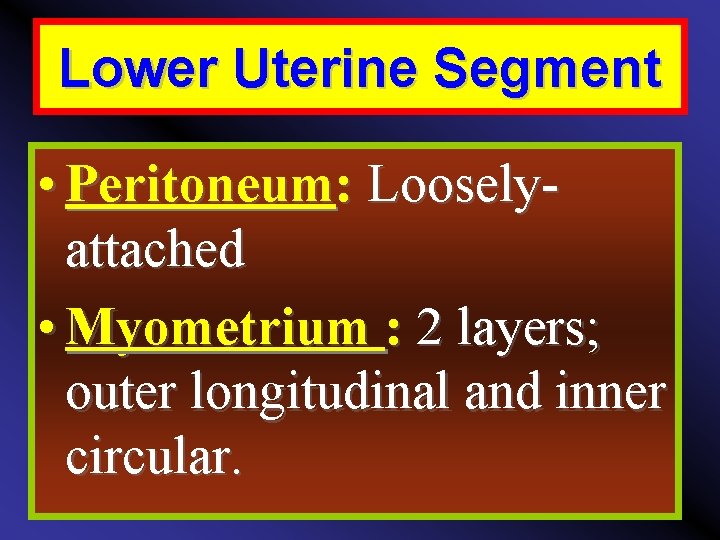 Lower Uterine Segment • Peritoneum: Looselyattached • Myometrium : 2 layers; outer longitudinal and