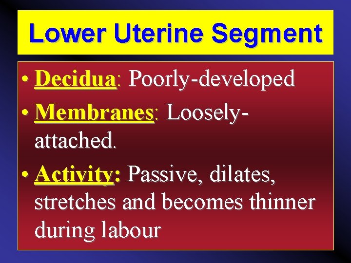 Lower Uterine Segment • Decidua: Poorly-developed • Membranes: Looselyattached. • Activity: Passive, dilates, stretches