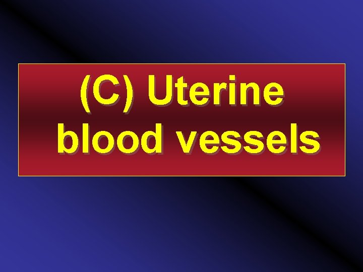 (C) Uterine blood vessels 