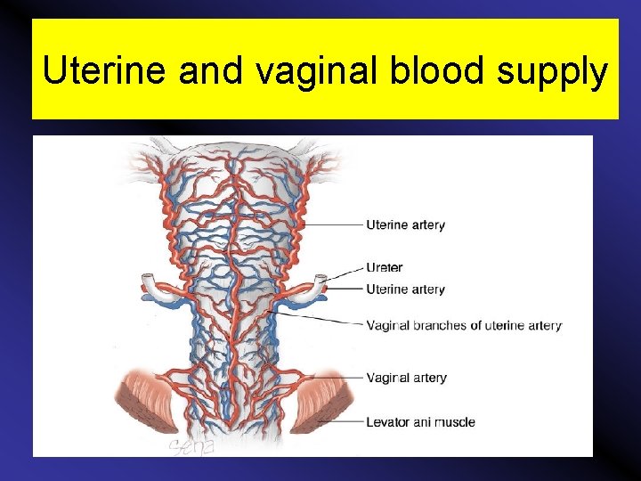 Uterine and vaginal blood supply 