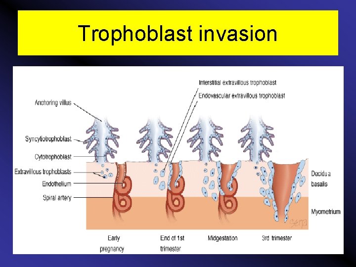 Trophoblast invasion 