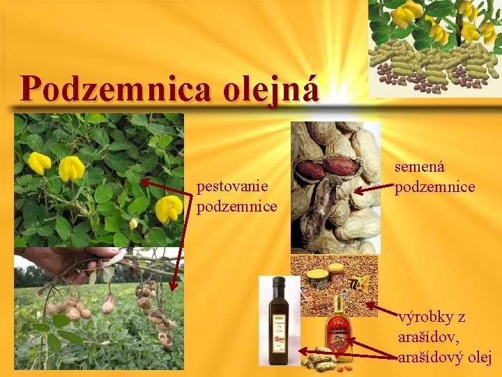 Podzemnica olejná pestovanie podzemnice semená podzemnice výrobky z arašídov, arašídový olej 
