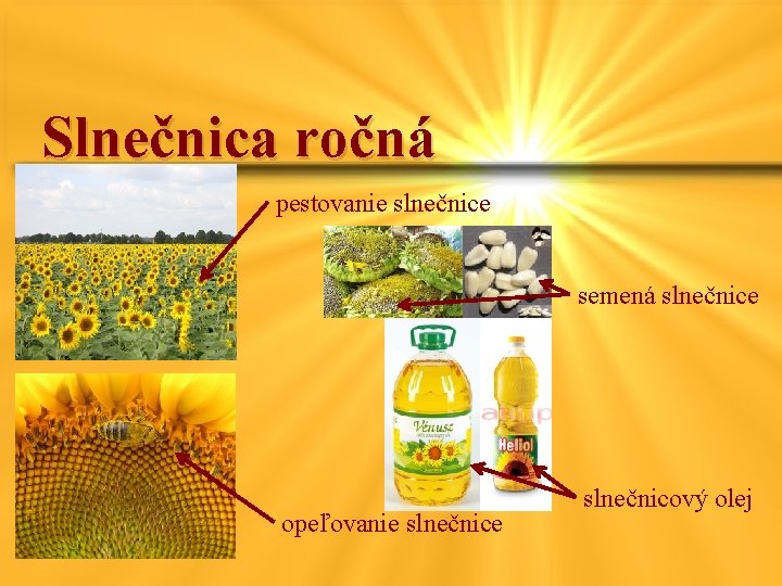 Slnečnica ročná pestovanie slnečnice semená slnečnice opeľovanie slnečnicový olej 