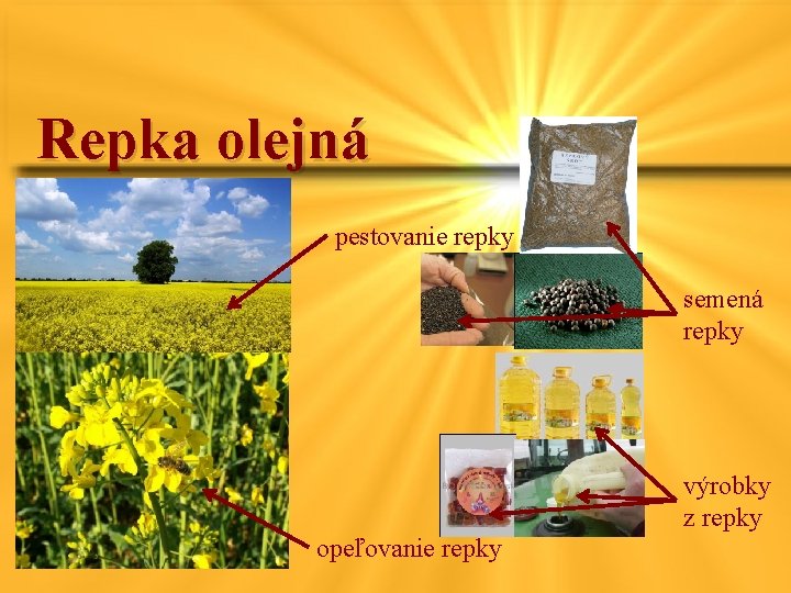 Repka olejná pestovanie repky semená repky výrobky z repky opeľovanie repky 