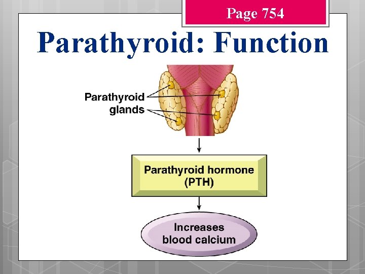 Page 754 Parathyroid: Function 