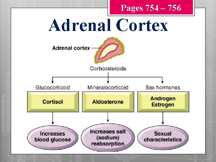 Pages 754 – 756 Adrenal Cortex 
