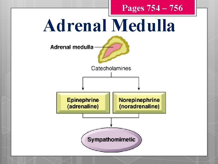 Pages 754 – 756 Adrenal Medulla 