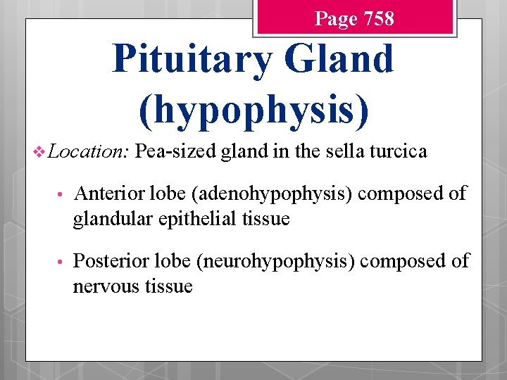 Page 758 Pituitary Gland (hypophysis) v Location: Pea-sized gland in the sella turcica •