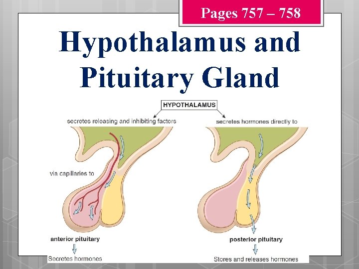 Pages 757 – 758 Hypothalamus and Pituitary Gland 