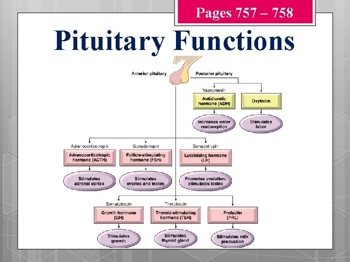 Pages 757 – 758 Pituitary Functions 