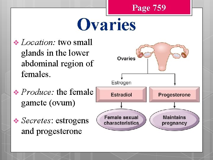 Page 759 Ovaries v Location: two small glands in the lower abdominal region of