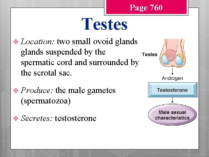 Page 760 Testes v Location: two small ovoid glands suspended by the spermatic cord