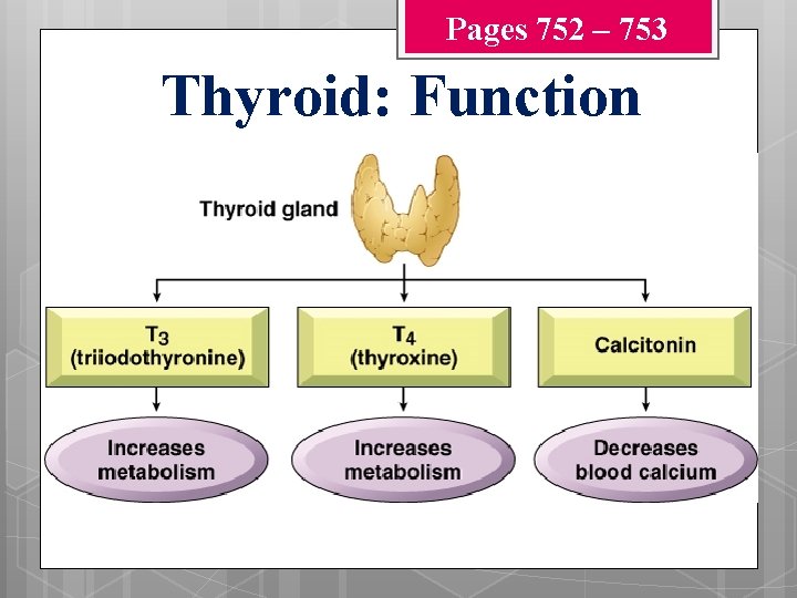 Pages 752 – 753 Thyroid: Function 