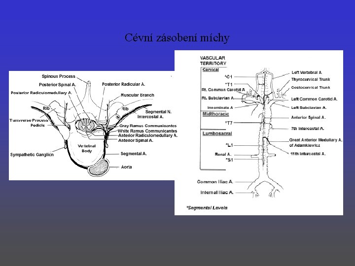 Cévní zásobení míchy 
