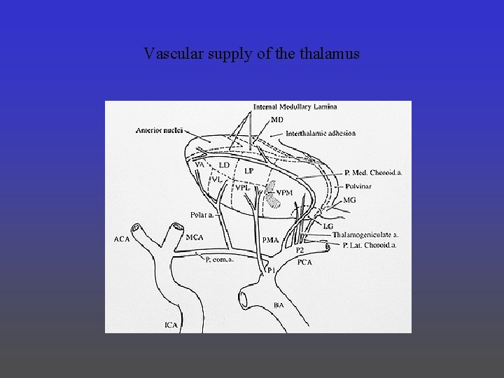 Vascular supply of the thalamus 