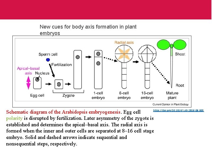 New cues for body axis formation in plant embryos https: //doi. org/10. 1016/j. pbi.