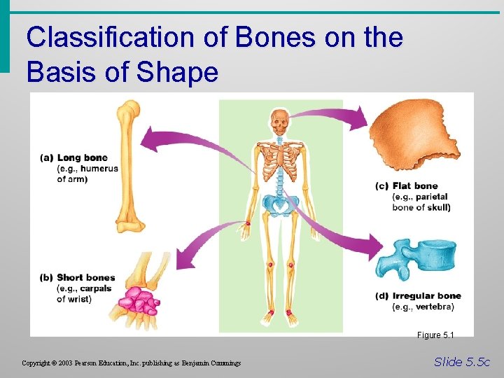 Classification of Bones on the Basis of Shape Figure 5. 1 Copyright © 2003