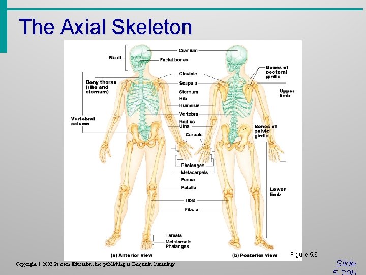 The Axial Skeleton Figure 5. 6 Copyright © 2003 Pearson Education, Inc. publishing as