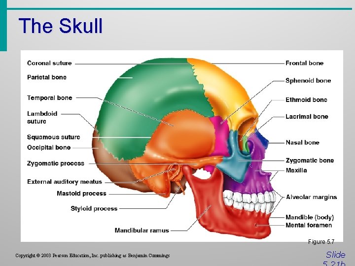 The Skull Figure 5. 7 Copyright © 2003 Pearson Education, Inc. publishing as Benjamin
