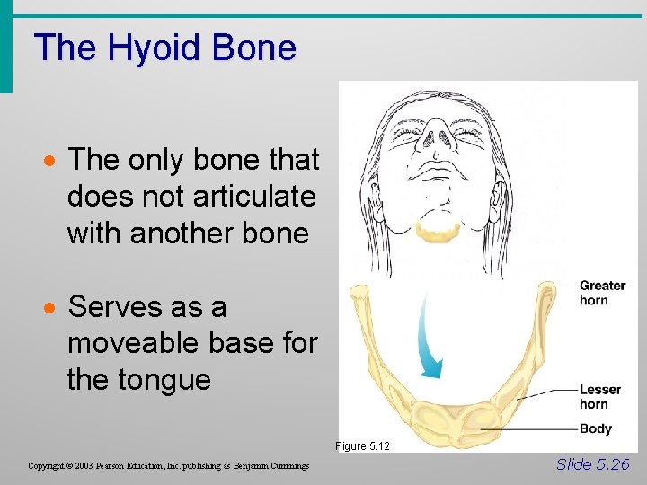 The Hyoid Bone · The only bone that does not articulate with another bone