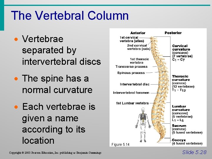 The Vertebral Column · Vertebrae separated by intervertebral discs · The spine has a