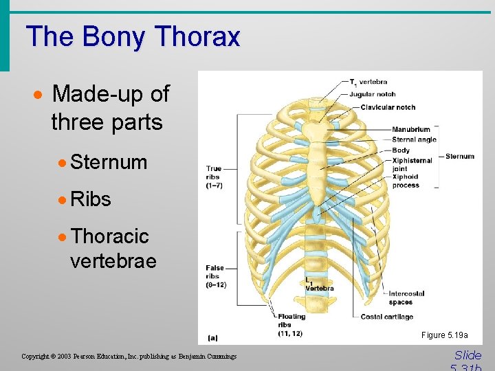 The Bony Thorax · Made-up of three parts · Sternum · Ribs · Thoracic