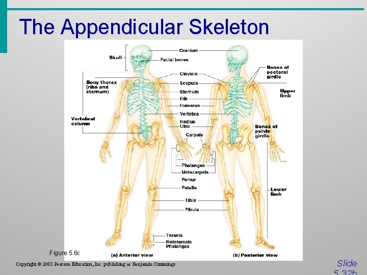 The Appendicular Skeleton Figure 5. 6 c Copyright © 2003 Pearson Education, Inc. publishing