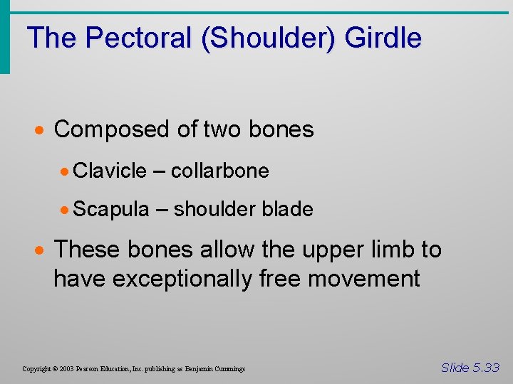 The Pectoral (Shoulder) Girdle · Composed of two bones · Clavicle – collarbone ·