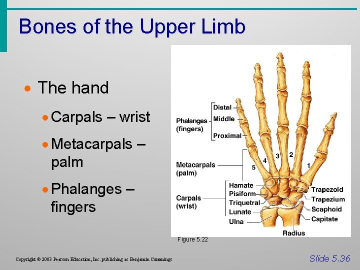 Bones of the Upper Limb · The hand · Carpals – wrist · Metacarpals
