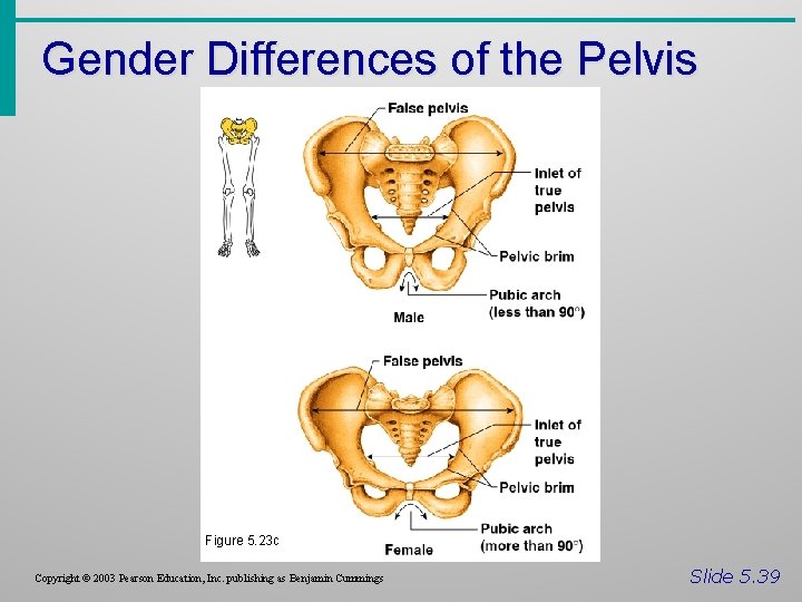 Gender Differences of the Pelvis Figure 5. 23 c Copyright © 2003 Pearson Education,