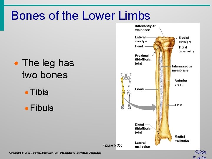 Bones of the Lower Limbs · The leg has two bones · Tibia ·