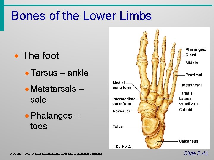 Bones of the Lower Limbs · The foot · Tarsus – ankle · Metatarsals