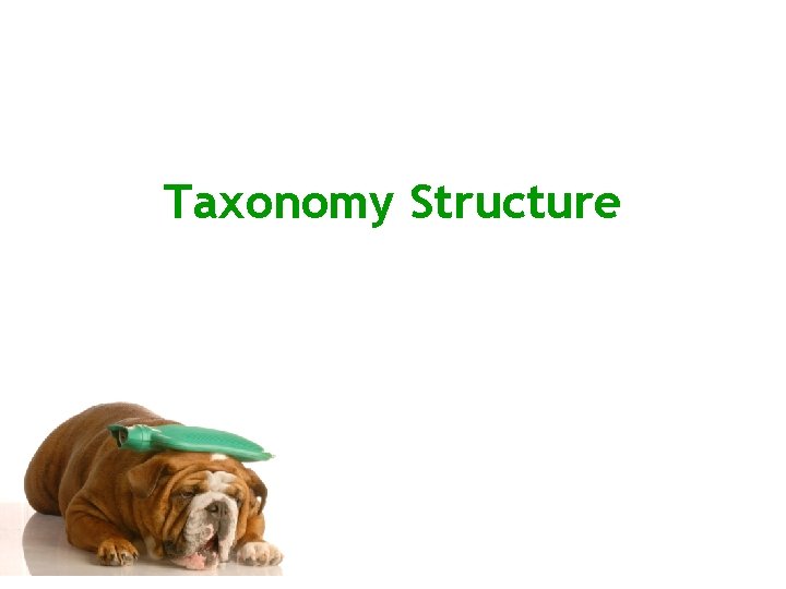 Taxonomy Structure 