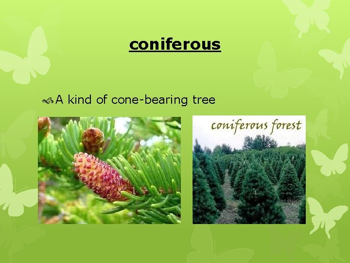 coniferous A kind of cone-bearing tree 