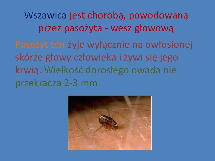 Wszawica jest chorobą, powodowaną przez pasożyta - wesz głowową Pasożyt ten żyje wyłącznie na