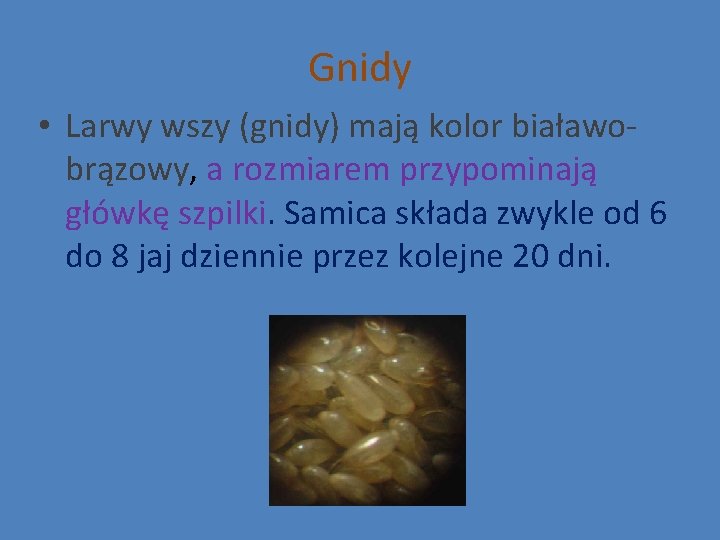 Gnidy • Larwy wszy (gnidy) mają kolor białawobrązowy, a rozmiarem przypominają główkę szpilki. Samica