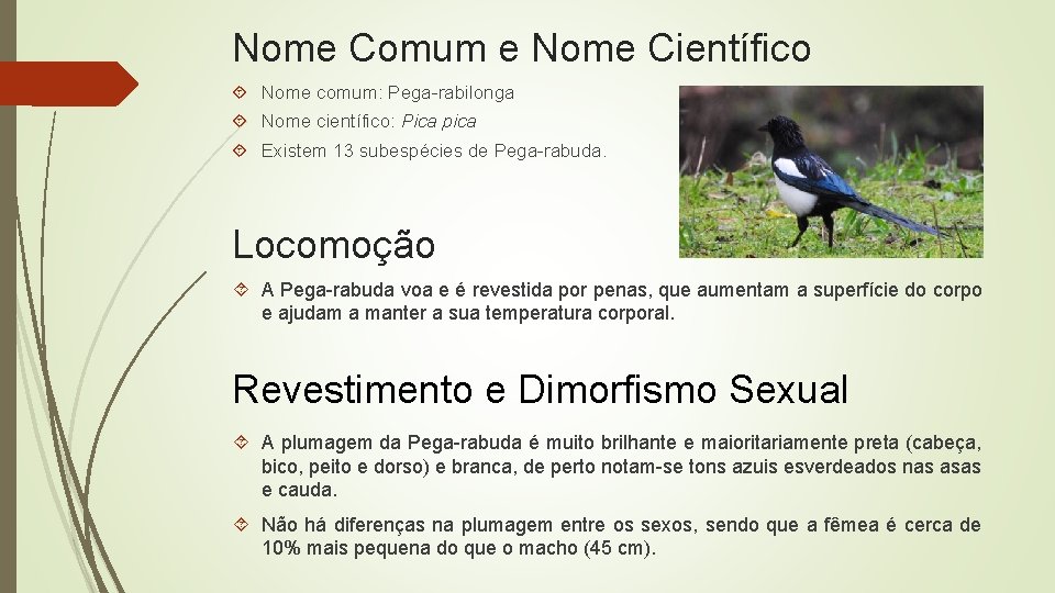 Nome Comum e Nome Científico Nome comum: Pega-rabilonga Nome científico: Pica pica Existem 13