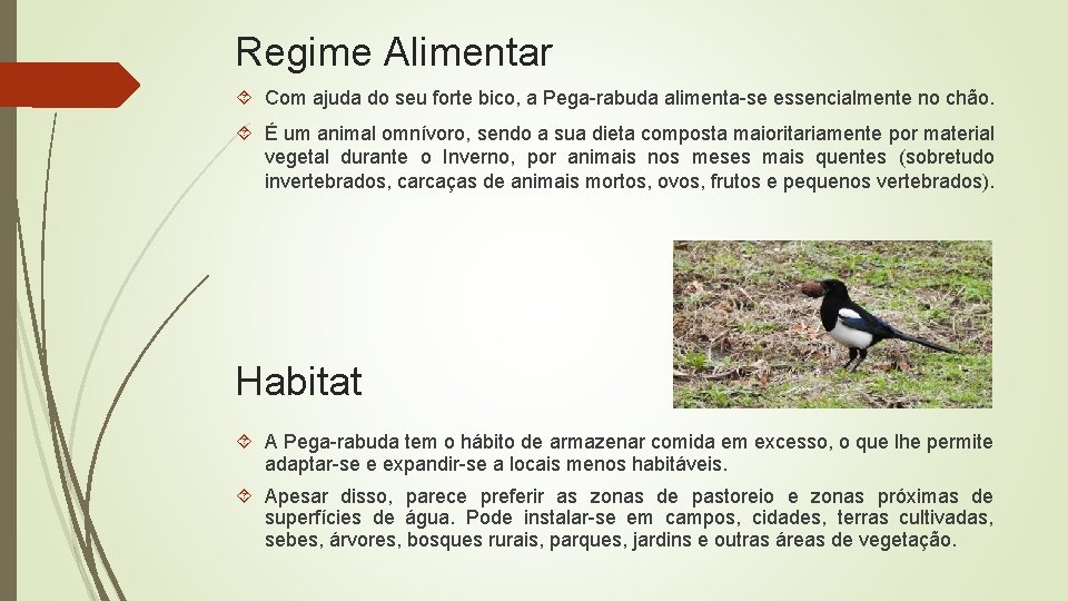 Regime Alimentar Com ajuda do seu forte bico, a Pega-rabuda alimenta-se essencialmente no chão.