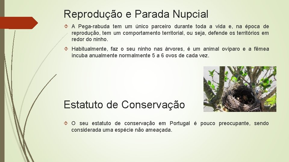 Reprodução e Parada Nupcial A Pega-rabuda tem um único parceiro durante toda a vida