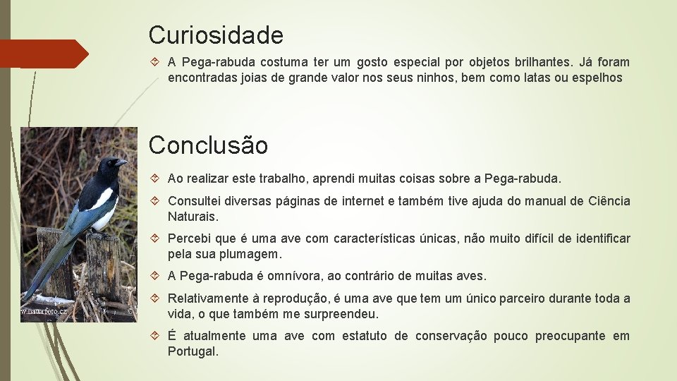 Curiosidade A Pega-rabuda costuma ter um gosto especial por objetos brilhantes. Já foram encontradas