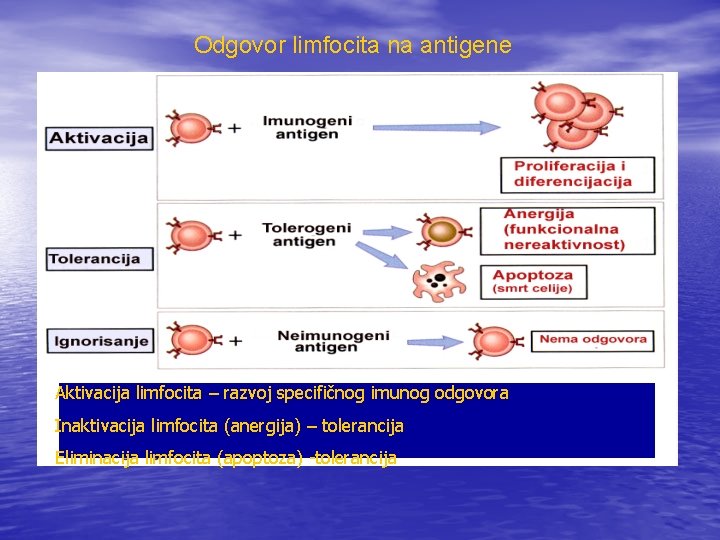 Odgovor limfocita na antigene Aktivacija limfocita – razvoj specifičnog imunog odgovora Inaktivacija limfocita (anergija)