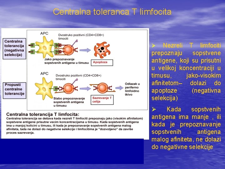 Centralna toleranca T limfocita Nezreli T limfociti prepoznaju sopstvene antigene, koji su prisutni u