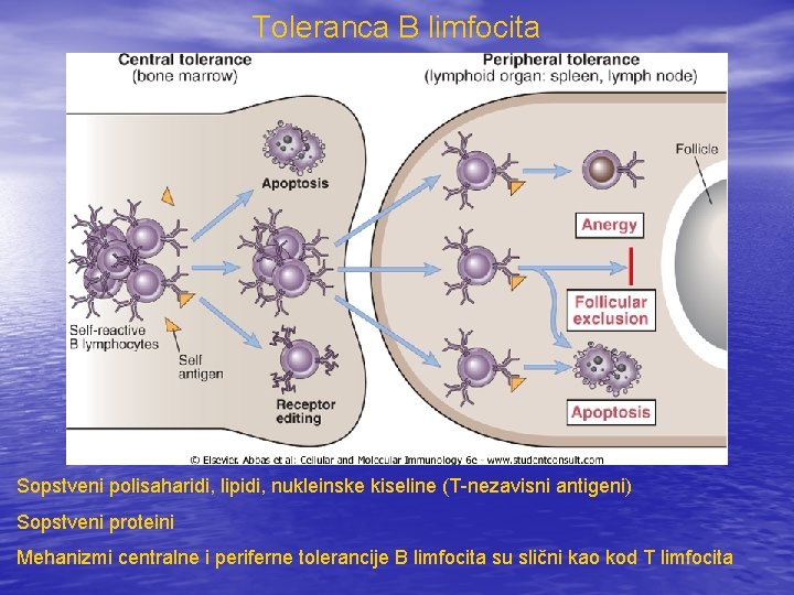Toleranca B limfocita Sopstveni polisaharidi, lipidi, nukleinske kiseline (T-nezavisni antigeni) Sopstveni proteini Mehanizmi centralne
