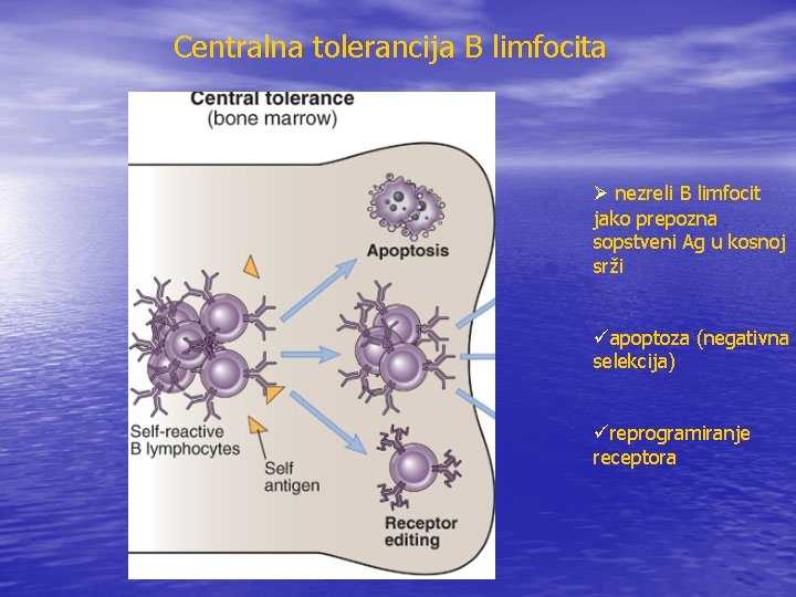 Centralna tolerancija B limfocita Ø nezreli B limfocit jako prepozna sopstveni Ag u kosnoj
