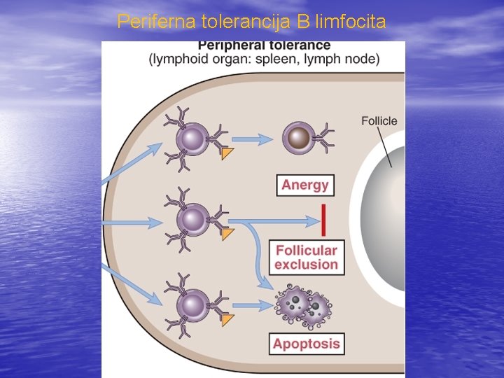 Periferna tolerancija B limfocita 