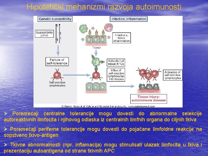 Hipotetički mehanizmi razvoja autoimunosti Poremećaji centralne tolerancije mogu dovesti do abnormalne selekcije autoreaktivnih limfocita