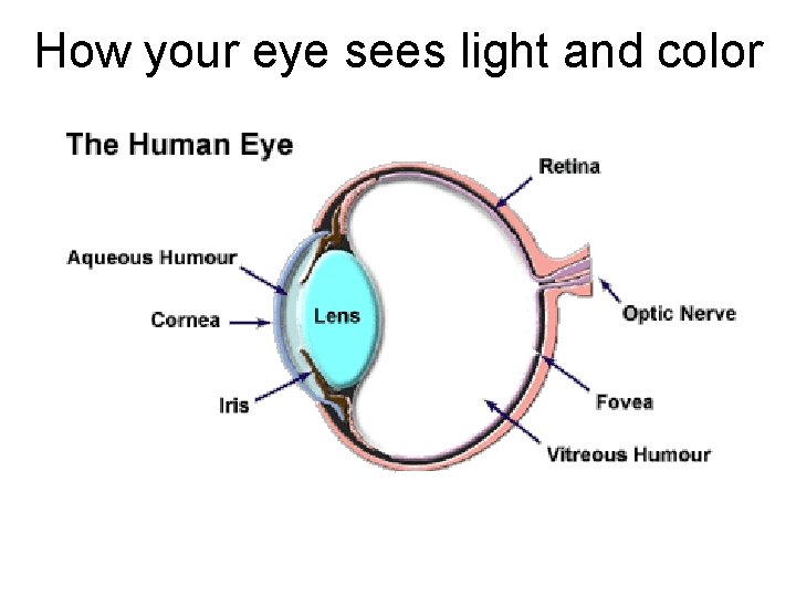 How your eye sees light and color 