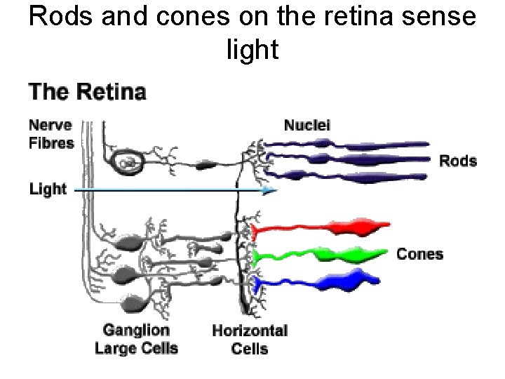 Rods and cones on the retina sense light 