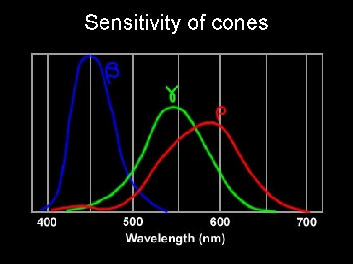 Sensitivity of cones 